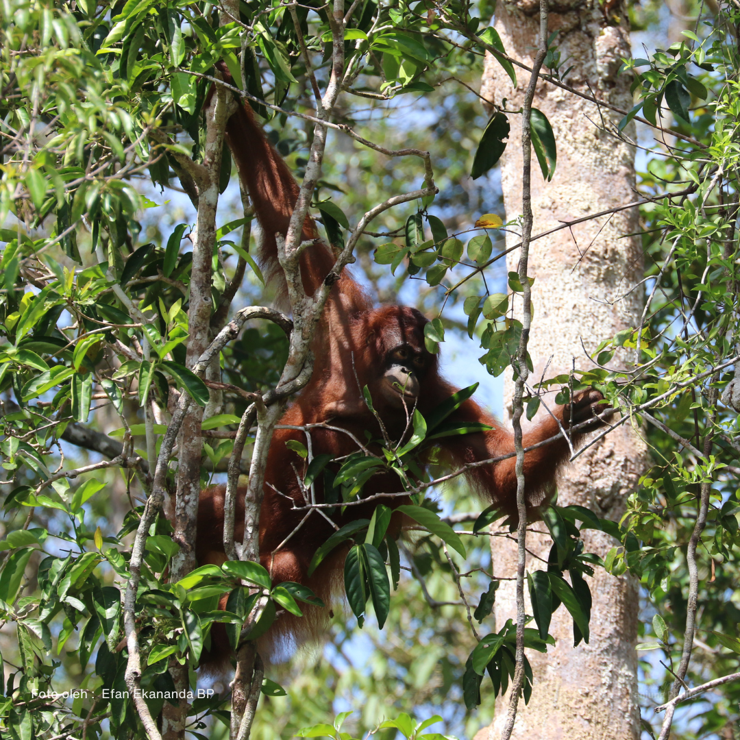 Pongo pygmaeus wurmbii / Orangutan Kalimantan