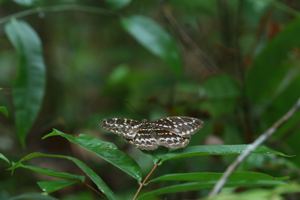 Jenis Kupu-kupu yang teridentifikasi di Taman Nasional Tanjung Puting
